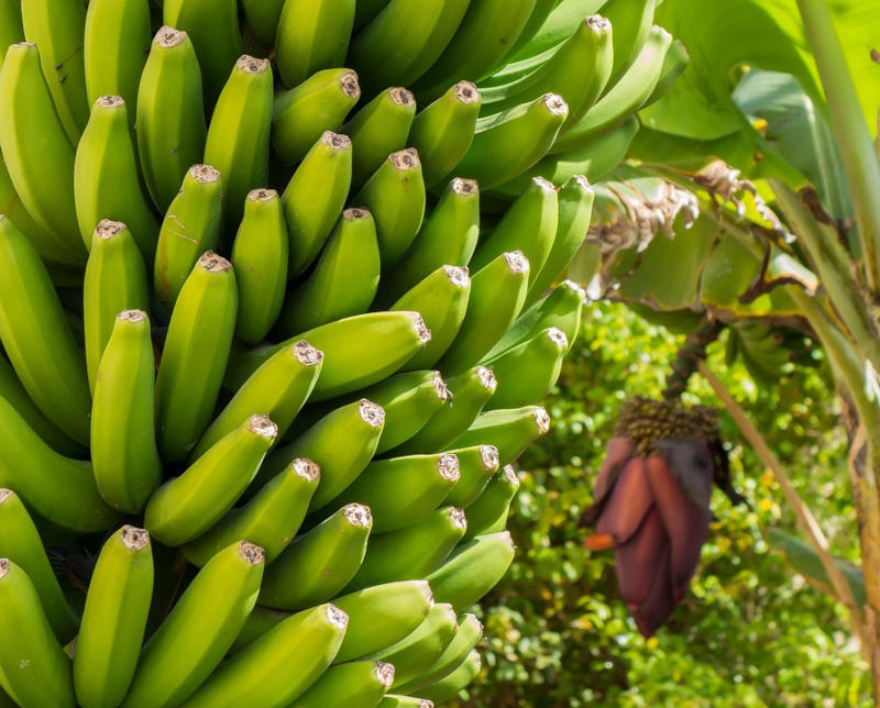 Bananenplant kopen: een tropische schoonheid voor thuis